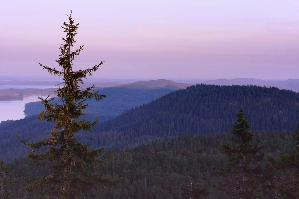 Koli Freetime Cottages Ahmovaara Pokoj fotografie